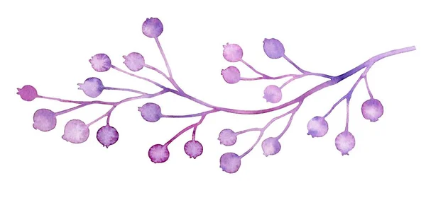 Branche d'aquarelle avec petites baies violettes roses. Elément de bouquet isolé sur blanc. Oeuvre vintage peinte à la main. Illustration botanique pour cartes, conception de mariage — Photo