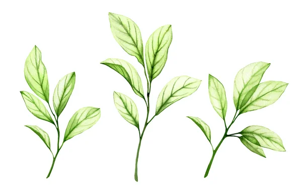 Aquarell grüne Zweige. Transparente frische Blätter isoliert auf weiß. Sammlung realistischer botanischer Illustrationen. Handbemaltes Laub von Obstbäumen, das durchscheint — Stockfoto