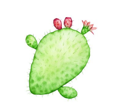 Meyve ve çiçekli suluboya kaktüs. Beyazda izole edilmiş şeffaf egzotik bitki. Soyut botanik çizimler