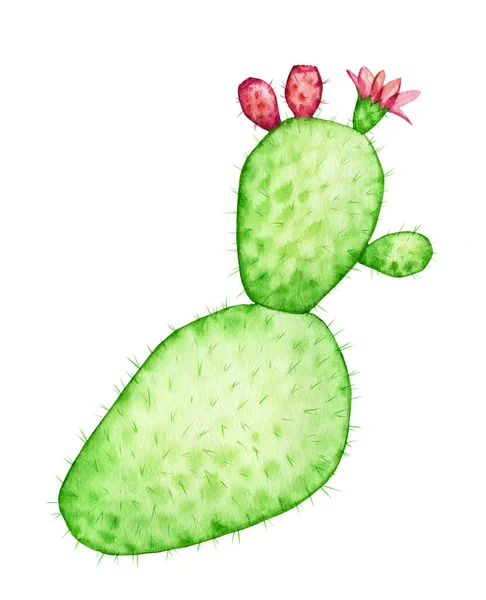 Aquarel cactus plant. Rijp rood fruit en bloem. Transparant exotisch sappig geïsoleerd op wit. Abstracte botanische illustraties — Stockfoto