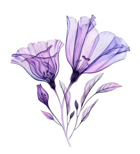 Buquê de lisianthus aquarela. Obra de arte pintada à mão com duas grandes flores violetas transparentes e folhas roxas isoladas em branco. Ilustração botânica para cartões, design de casamento — Fotografia de Stock