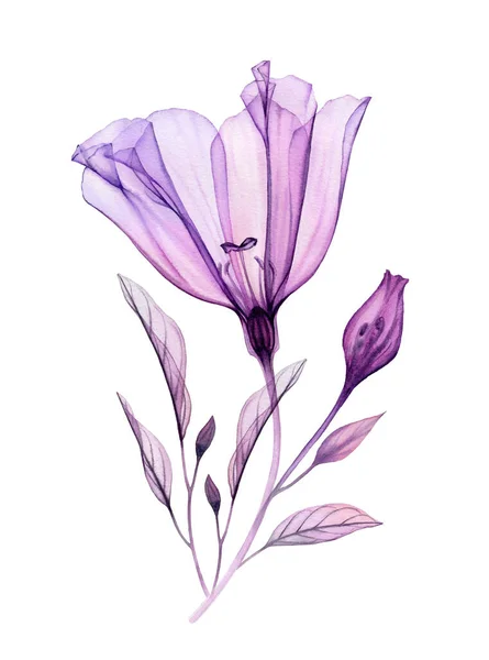 Aquarelle sur une branche. Oeuvre peinte à la main avec fleur violette transparente et feuilles violettes isolées sur blanc. Illustration botanique pour cartes, conception de mariage — Photo