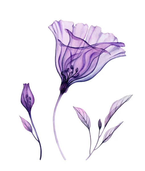 Акварельные цветы. Коллекция прозрачного иллюзионного цветка, листья фиолетового цвета. Рисунок Мбаппе. Ботаническая иллюстрация для свадебного дизайна, поздравительные открытки — стоковое фото