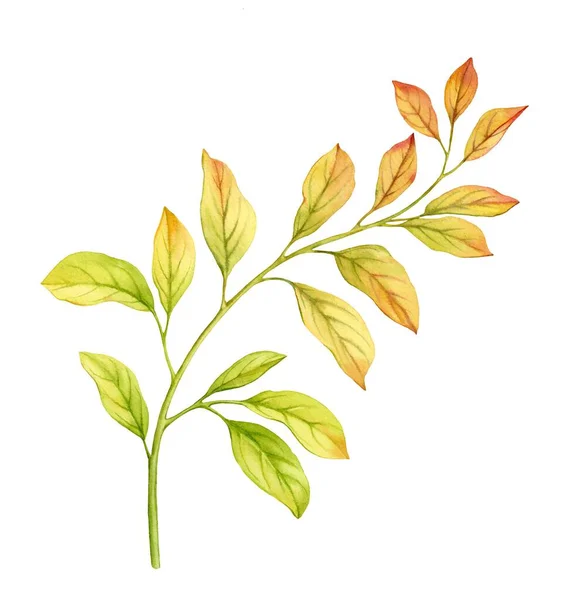 Rama acuarela con hojas amarillas. Colores dorados de otoño. Diseño aislado pintado a mano. Ilustración botánica detallada — Foto de Stock