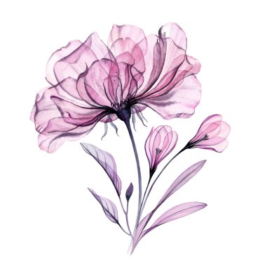 Suluboya gül demeti. Kroküs çiçekli büyük mor gül. El boyaması botanik sanatı. Pastel grisi, menekşe rengi, düğün tasarımı için mor, kırtasiye kartı baskısı.