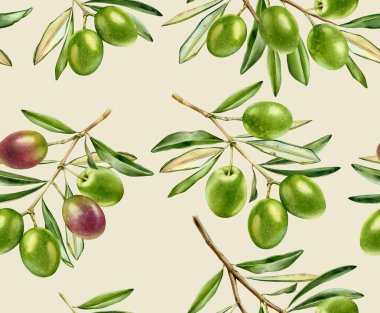 Suluboya yeşil zeytin, dikişsiz desen. Açık bej arka planda taze zeytinli gerçekçi bir tablo. Tekstil ve duvar kağıtları için beyazın üzerine el çizimi botanik illüstrasyon.