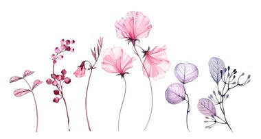 Elementlerin suluboya çiçek koleksiyonu. Okaliptüs dalı ve böğürtlenli şeffaf bezelye. Botanik el resimleri düğün davetiyeleri ve tebrik kartları için..