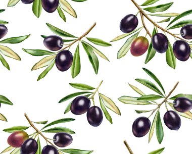 Suluboya siyah zeytin pürüzsüz desen. Yaprakları parlak meyvelerle dolu büyük bir dal. Taze zeytinli gerçekçi bir tablo. Tekstil ve duvar kağıtları için beyazın üzerine el çizimi botanik illüstrasyon.