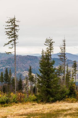 Beskids dağlarının muhteşem sonbahar manzarası. Polonya 'da Beskid Zywiecki' deki dağ patikaları.