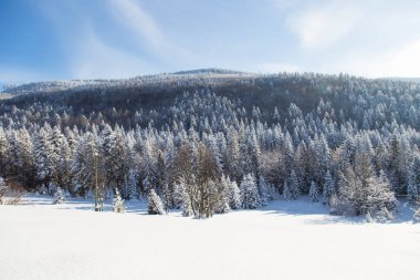 Karla kaplı ağaçlarla kaplı güzel bir kış manzarası. Kış doğası. Açık mavi gökyüzü ve güneşli soğuk hava. 