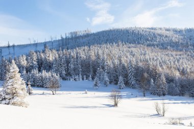 Karla kaplı ağaçlarla kaplı güzel bir kış manzarası. Kış doğası. Açık mavi gökyüzü ve güneşli soğuk hava. 