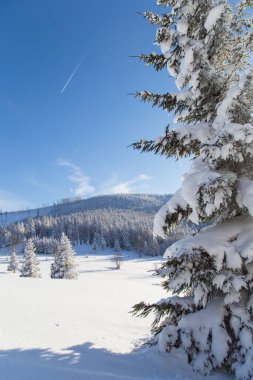 Karla kaplı ağaçlarla kaplı güzel bir kış manzarası. Kış doğası. Açık mavi gökyüzü ve güneşli soğuk hava. 