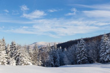 Karla kaplı ağaçlarla kaplı güzel bir kış manzarası. Kış doğası. Açık mavi gökyüzü ve güneşli soğuk hava. 