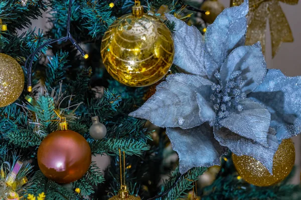 Símbolo de poinsettia roxo de Natal em um fundo escuro e bolas de vidro em um ramo de abeto. — Fotografia de Stock