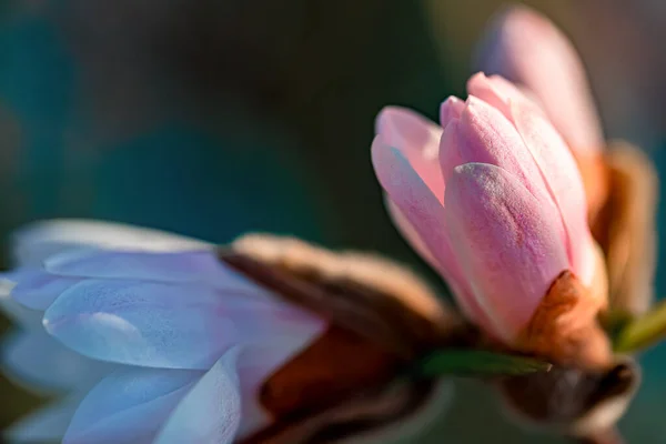 Magnolia bloeit 's avonds in het park. Natuurlijke wazige achtergrond. Ondiepe scherptediepte. Sluitingsdatum. — Stockfoto