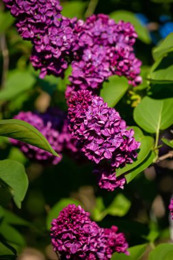 Bahçede mor leylak çiçekleri var. Çiçek açan şırınga dalı. İlkbaharda açan mor leylak dalı. Doğa arkaplanı