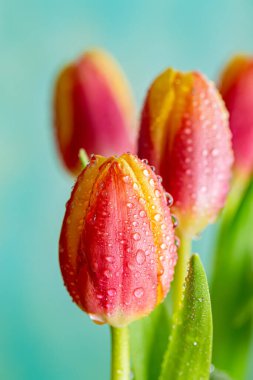 Güzel çiçek tomurcukları ve yeşil bulanık arka plan. Su damlalı pembe laleler. Makro. Sığ alan derinliği. 