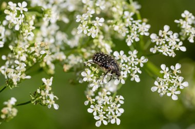 Böcek ilkbaharda küçük beyaz çiçeklerin üzerinde oturur. Doğa bulanık yeşil arka plan ve bokeh. Sığ alan derinliği.