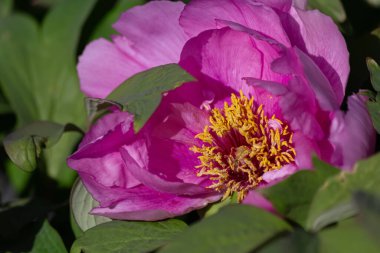 Sarı kepekli ve yeşil yapraklı pembe bir şakayığın yakın çekimi. Sığ alan derinliği.