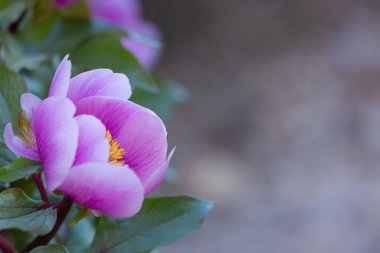 Güneşli bir günde yeşil yapraklı ve sarı erkekli pembe bir şakayığın yakın çekimi. Gri, bulanık arka plan. Boşluğu kopyala
