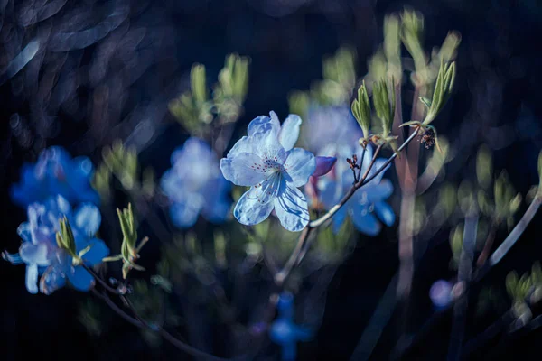 Fotografía artística de flores azules florecientes con bokeh y una textura granulada y ruido en toda la superficie de la imagen. —  Fotos de Stock