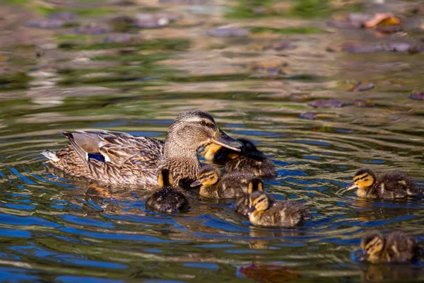 Pato e patinhos no lago na primavera. Ondas de água. Profundidade de campo rasa. — Fotografia de Stock