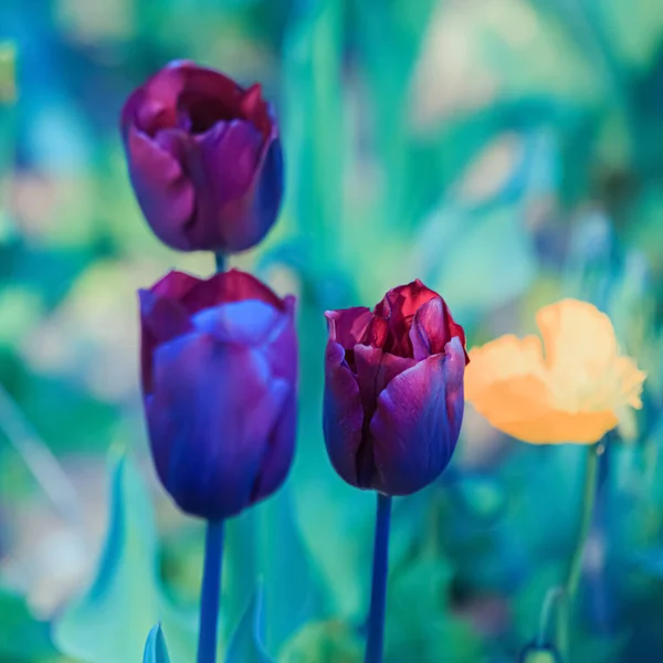 Tulipas. Belas tulipas roxas brilhantes em um fundo azul turvo escuro na primavera. Profundidade de campo rasa. Imagem tonificada. Cartão — Fotografia de Stock