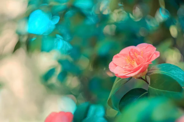 Rosa y hojas verdes en el día soleado. Fondo borroso de color brillante con bokeh. Imagen tonificada. Profundidad de campo superficial. Copiar espacio —  Fotos de Stock