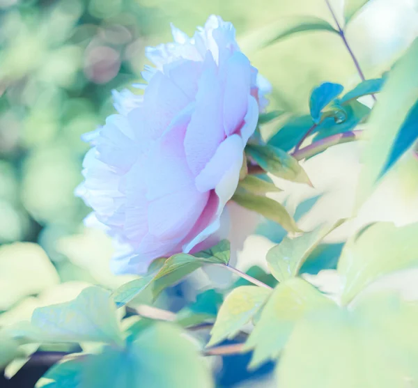 Close-up de uma peônia azul e folhas verdes. Bokeh fundo desfocado. Profundidade de campo rasa. Imagem tonificada. — Fotografia de Stock