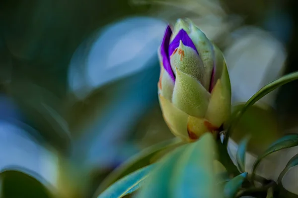 Bud de azálea roxa à sombra das árvores no parque na primavera. Fundo borrado natural e bokeh. Imagem tonificada — Fotografia de Stock