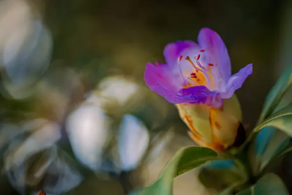 Blühende violette Azaleen im Schatten der Bäume im Park im Frühling. Natürlicher verschwommener Hintergrund und Bokeh. Getöntes Bild — Stockfoto