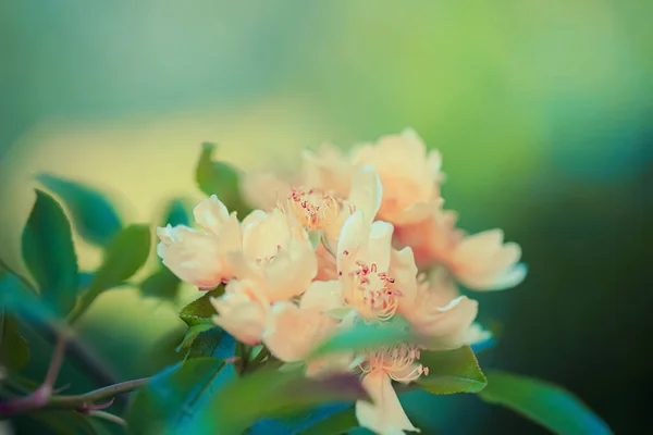 De belles fleurs jaunes avec des étamines sur une branche de buisson et un fond vert flou naturel. Profondeur de champ faible. Espace de copie. Images De Stock Libres De Droits