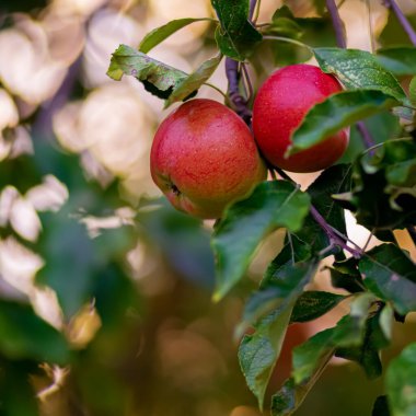 Akşamları meyve bahçesindeki yeşil bir dalda elmalar. Sarı bokeh 'li güzel koyu bir arka plan. Sonbaharda kırmızı meyveler.