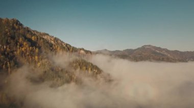 Altai dağ sırasının sabah hava manzarası alçak bulutlar arasında sonbahar ormanı. Altai Cumhuriyeti ve Rusya Altai Krai 'si
