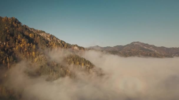 Aerial morning view of the Altai mountain range with autumn forest through low clouds. The Altai Republic and the Altai Krai of Russia — Stock Video
