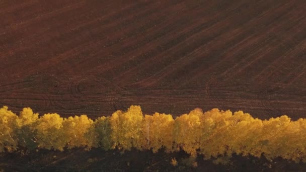 Letecké video z cesty v krásném podzimním lese Altai při západu slunce. Krásná krajina s venkovskou cestou, zlatý podzim v Altai: stromy s červenými, žlutými a oranžovými listy — Stock video