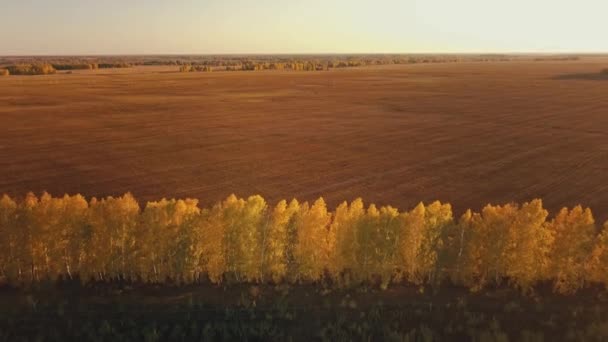 Wideo lotnicze z drogi w pięknym lesie Altai jesienią o zachodzie słońca. Piękny krajobraz z wiejską drogą, złota jesień w Altai: drzewa z czerwonymi, żółtymi i pomarańczowymi liśćmi — Wideo stockowe