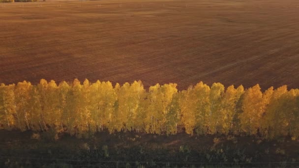 Letecké video z cesty v krásném podzimním lese Altai při západu slunce. Krásná krajina s venkovskou cestou, zlatý podzim v Altai: stromy s červenými, žlutými a oranžovými listy — Stock video