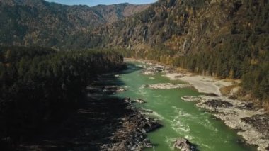 Dağ manzaralı yeşil nehir Katun. Ormanlı güzel bir sonbahar dağı vadisi. Chemal Köyü, Altai Cumhuriyeti, Rusya