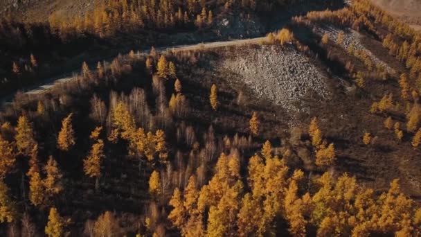 標高の高い空の孤独な蛇紋岩の山道の空中ビュー。美しい秋の黄金の野生の風景:困難な道路、森林、黄色と赤の葉を持つ木、大規模な山巻き — ストック動画