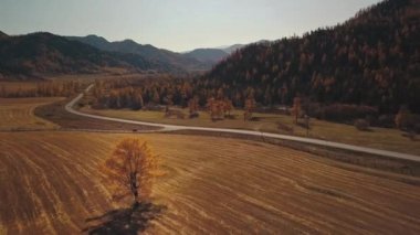 Güzel sonbahar Altai ormanlarında, dağlarda ve bozkırlarda yol manzarası. Kırsal yol ile güzel manzara, Altai 'de altın sonbahar: Kırmızı, sarı ve turuncu bir tarlada yalnız bir ağaç