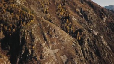 Dağ geçidinin havadan görünüşü. Altai Bölgesi 'nin vahşi doğasının sonbahar manzarası: ağaçlarla kaplı büyük bir dağ. Altai Cumhuriyeti, Rusya.