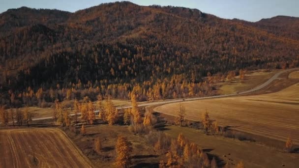 Letecký pohled na silnici v krásném podzimním lese Altai, horách a stepi. Krásná krajina s venkovskou cestou, zlatý podzim v Altai: stromy na poli s červenou, žlutou a oranžovou — Stock video