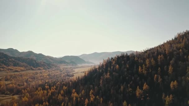 Vista aérea de la hermosa fauna otoñal del Territorio de Altai. Paisaje con bosque, árboles, campos, estepas y montañas. Otoño dorado en Altai: árboles en un campo con rojo, amarillo y naranja — Vídeo de stock
