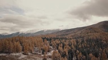 Dağdaki kar ve karlı dağlarda sonbahar kış ormanlarının havadan görünüşü. Altai Cumhuriyeti, Sibirya, Rusya. Soğuk yaban manzarası: Tepede karlı ağaçların altın sarısı yaprakları