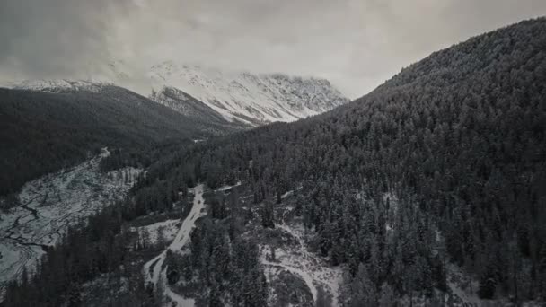 Téli erdő és fagyott hegyi folyó a Chuya folyó völgyében Altai Köztársaság, Szibéria, Oroszország. Légi kilátás egy hideg, üres erdő hófákkal borított fák, egy elágazó fagyasztott folyó és hatalmas — Stock videók