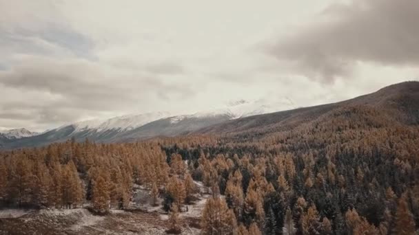 Dağdaki kar ve karlı dağlarda sonbahar kış ormanlarının havadan görünüşü. Altai Cumhuriyeti, Sibirya, Rusya. Soğuk yaban manzarası: Tepede karlı ağaçların altın sarısı yaprakları — Stok video