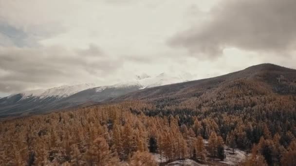 Dağdaki kar ve karlı dağlarda sonbahar kış ormanlarının havadan görünüşü. Altai Cumhuriyeti, Sibirya, Rusya. Soğuk yaban manzarası: Tepede karlı ağaçların altın sarısı yaprakları — Stok video