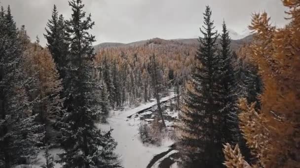 Widok z lotu ptaka na jesienny las zimowy w śniegu, górską rzekę, drewniany most, drogę w lesie i górach. Republika Ałtaj, Syberia, Rosja. Zimny dziki krajobraz: kręta rzeka z — Wideo stockowe