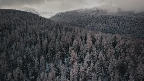 冬の森とチュヤ川渓谷アルタイ共和国、シベリア、ロシアの凍結山の川。雪に覆われた木々に覆われた冷たい野生の空の森の空中ビュー、分岐凍結川と巨大な — ストック動画